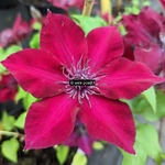 Clematis Boulevard Nubia (5)