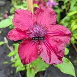 Clematis Boulevard Nubia (1)