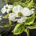 Cornus florida Cherokee Daybreak (1)