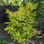 Ligustrum undulatum Aureum