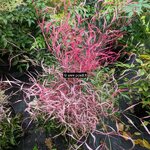 Nandina domestica Pink Filament (1)