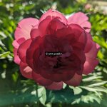 Paeonia itoh Hillary (1)