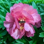 Paeonia itoh Julia Rose (1)