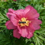 Paeonia itoh Julia Rose (2)