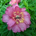 Paeonia itoh Julia Rose (3)