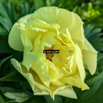 Paeonia itoh Bartzella