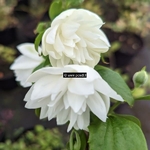 Philadelphus Pearls of Perfume (1)