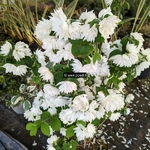 Philadelphus Pearls of Perfume