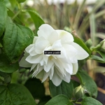 Philadelphus Pearls of Perfume (2)