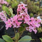 Rhaphiolepis Enchanteress (3)
