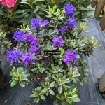 Rhododendron impeditum Azurika (1)