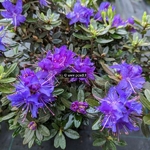 Rhododendron impeditum Azurika (2)