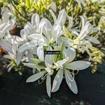 Rhododendron Koromo Shikibu White (2)