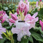 Rhododendron x Mrs Stirling (4)