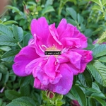 Rosa rugosa Exception (3)