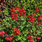 Salvia microphylla Royal Bumble (3)
