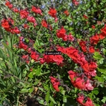 Salvia microphylla Royal Bumble (1)