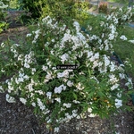 Spiraea cantoniensis Flore Pleno (2)