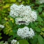 Spiraea japonica Double Play Blue Kazoo (1)