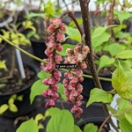 Stachyurus Rubriflorus