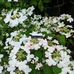 Viburnum plicatum Pinkawai (2)