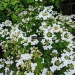 Viburnum plicatum Pinkawai (5)