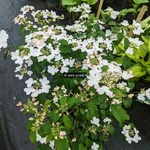 Viburnum plicatum Pinkawai (1)