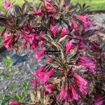 Weigelia Festicolor (1)