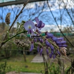 Wisteria sinensis (2)