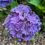 Hydrangea macrophylla Curly Sparkle