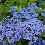 Hydrangea macrophylla Double Dutch