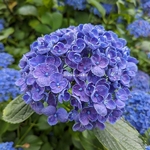 Hydrangea macrophylla Hopcorn (3)