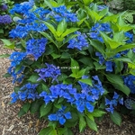 Hydrangea macrophylla Pfau