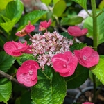 Hydrangea macrophylla Jixi (3)