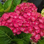 Hydrangea macrophylla Rosso Glory (2)