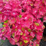 Hydrangea macrophylla Rosso Glory (3)