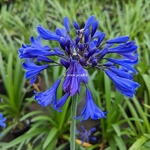 Agapanthus Starry Night (3)