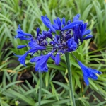 Agapanthus Starry Night (2)