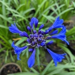 Agapanthus Starry Night (1)