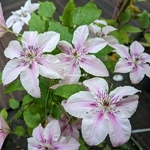 Clematis Pink Fantasy (1)