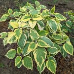 Clerodendrum trichotomum Carnival