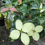 Cornus Summer Skytree (1)