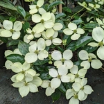 Cornus Summer Skytree (2)