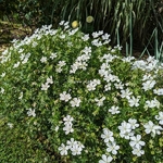 Geranium sanguineum Album