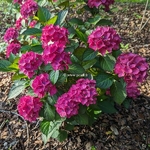 Hydrangea macrophylla (black diamond) Red Angel