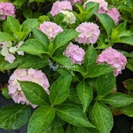 Hydrangea macrophylla Datong (2)