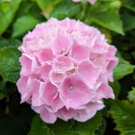 Hydrangea macrophylla Datong (3)