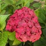 Hydrangea macrophylla Ever Belles Chocolate (1)