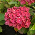 Hydrangea macrophylla Ever Belles Chocolate (2)