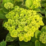 Hydrangea macrophylla Ever Belles Green